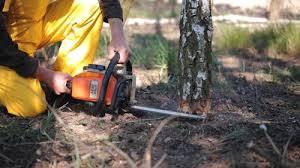 Best Tree Mulching  in Burnham, PA